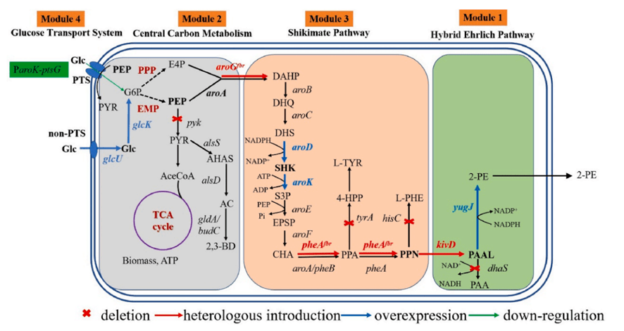 24g/l,湖北大学团队改造地衣芽胞杆菌从头合成2-苯乙醇,有望实现工业