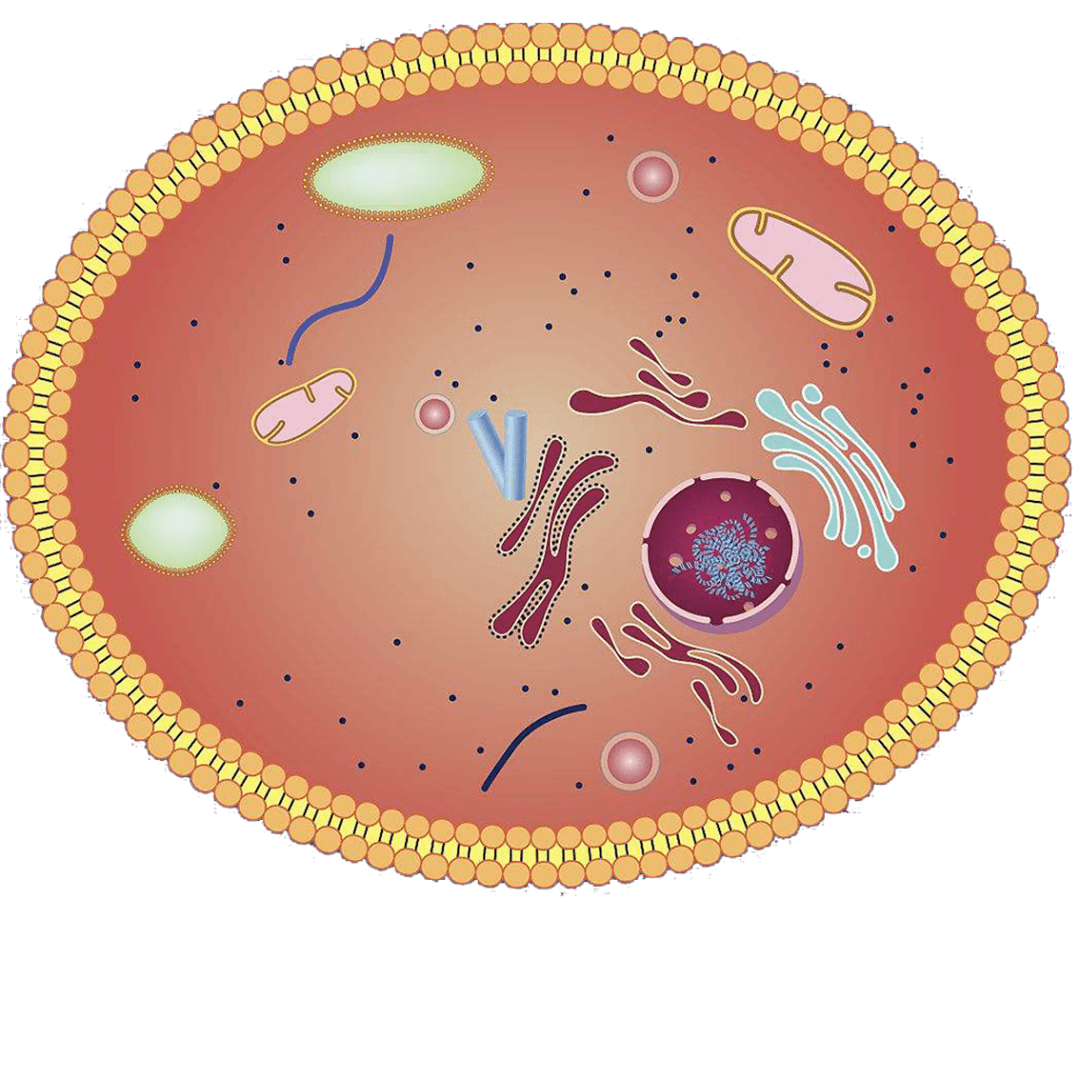 高中生物细胞的结构超清图