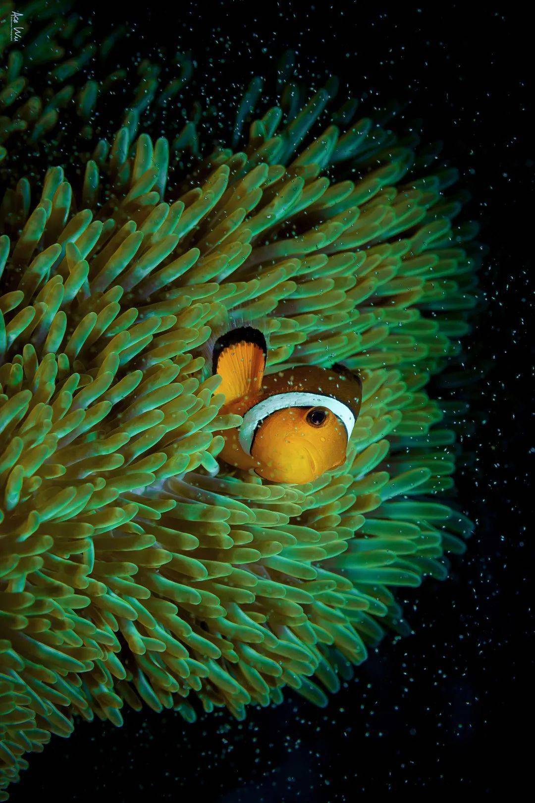 sel90m28g微距镜头下绚丽的水下异世界