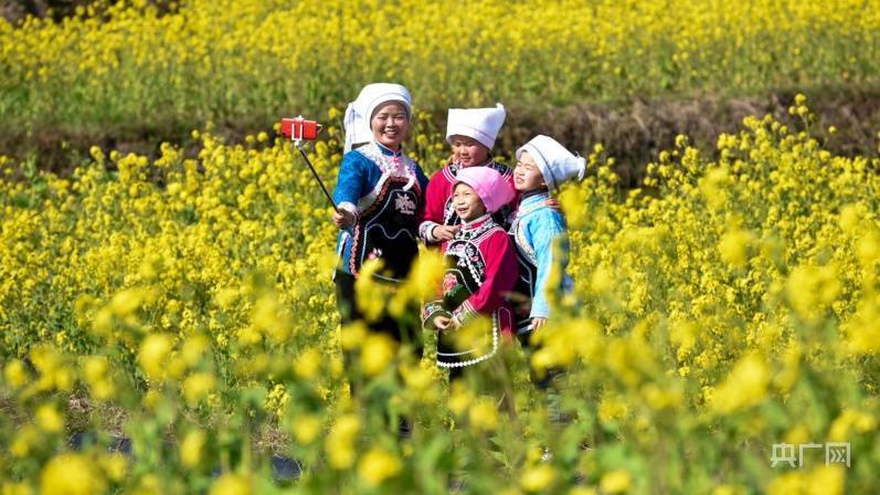 油菜花|贵州龙里：油菜花开 春色迎客