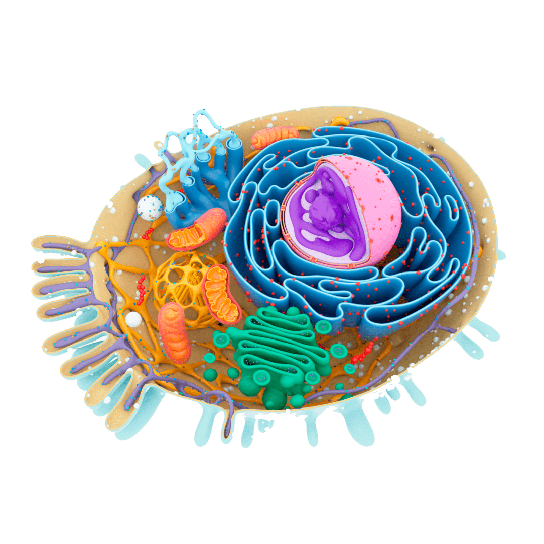 高中生物细胞的结构超清图