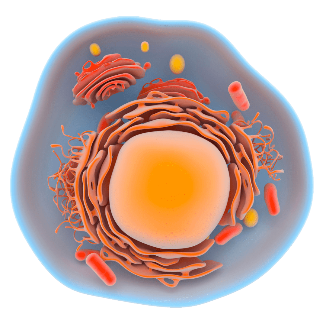 高中生物细胞的结构超清图