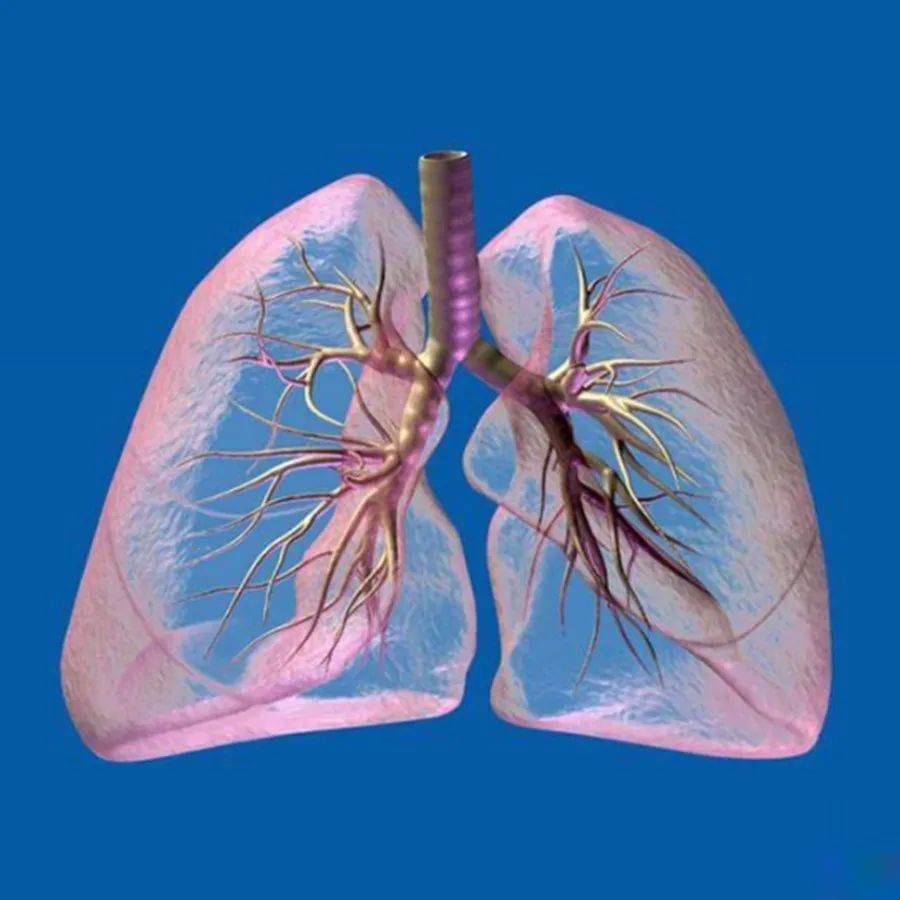 【人文】肺移植术简史_研究_实验_心脏