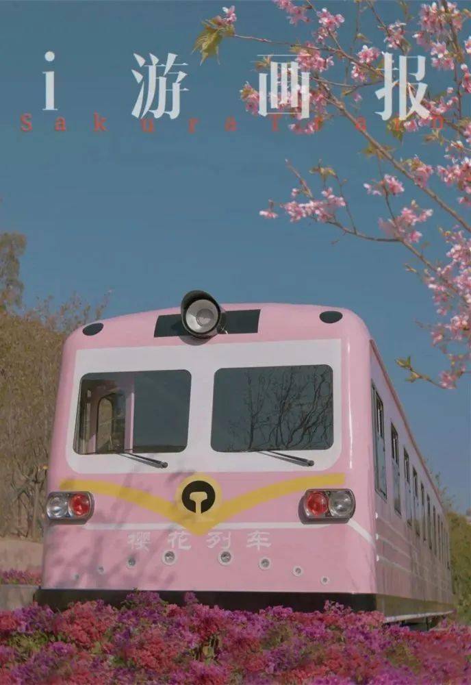 深圳盛花期到了满山樱花惹人眼樱花列车要出发咯