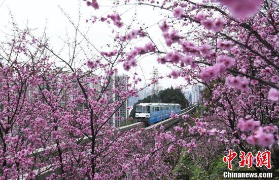 列车|重庆春意盎然 列车穿行花海成美景