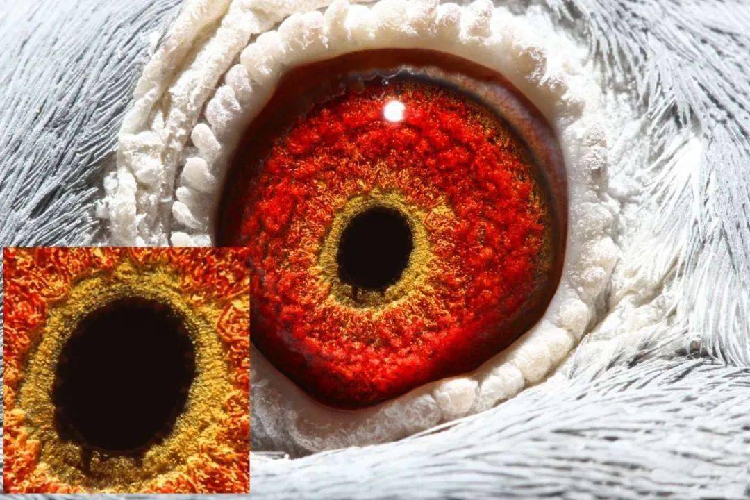 图集高清鸽眼赏析