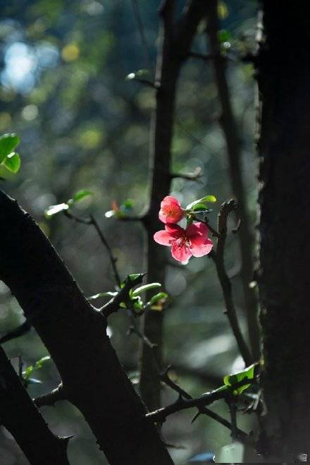 小蕾|成都市春花观赏指数