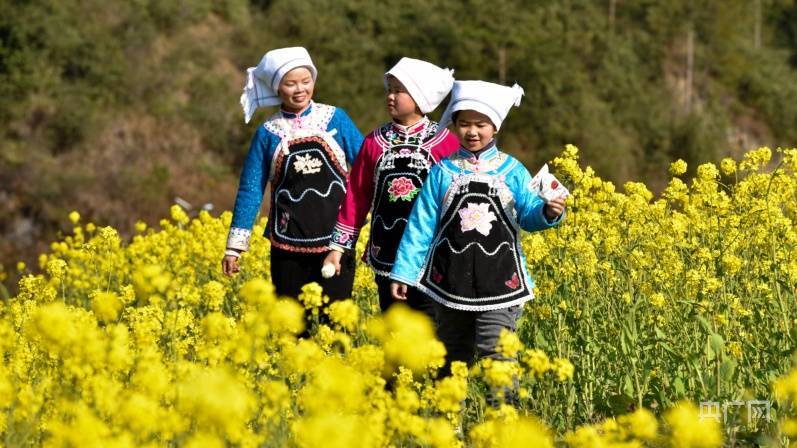 油菜花|贵州龙里：油菜花开 春色迎客