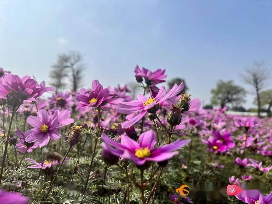 走赏花去东莞这些花海太惊艳了
