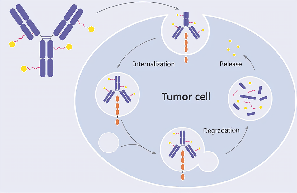 三代adc的近十年发展历程