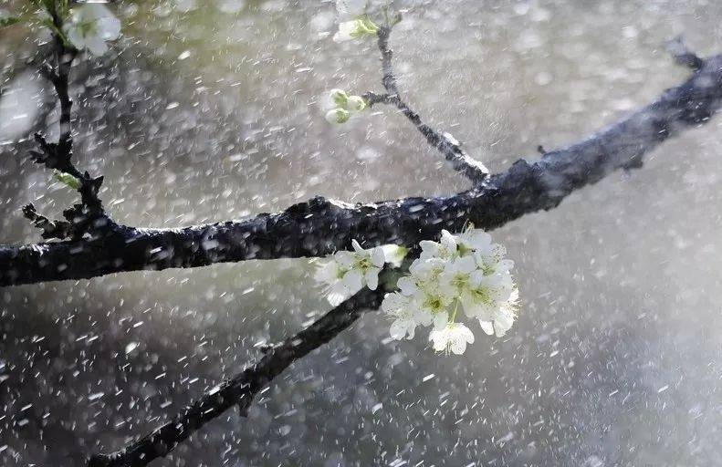 今日雨水:春已悄发生 雨知好时节_春雨_节气_古人