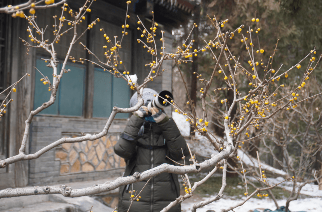 西南|蜡梅花开，傲雪迎春！北京市属公园已经能室外赏花啦