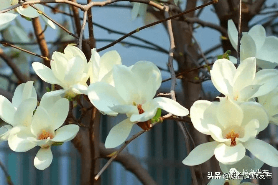春意|来吧，来长岛赴一场春天的约会