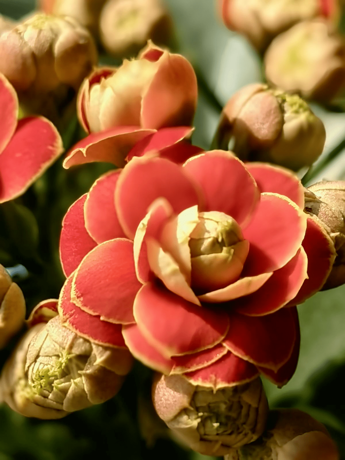 5种花正月快修剪 错过修剪 一年不开花 进行 朱顶红 枝条