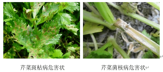 芹菜斑枯病:病斑邊緣清晰,褐色,上面散生油漬狀小黑點.