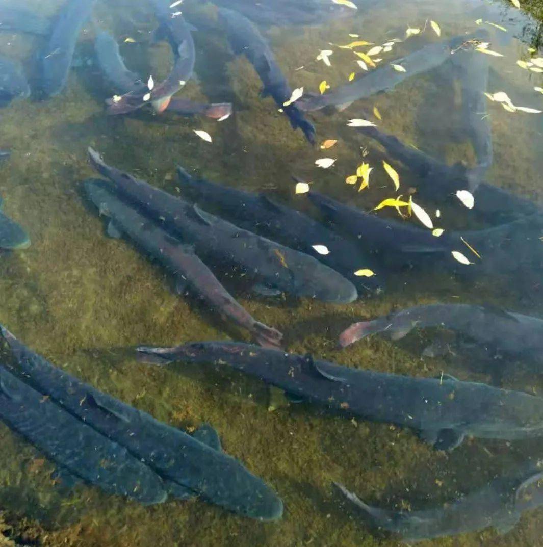 達阪城天山南麓冰川冷水魚