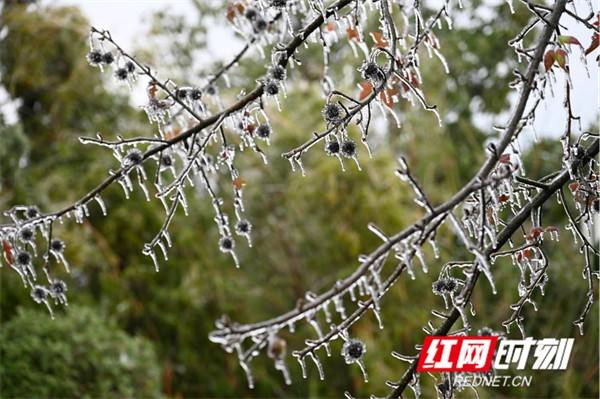 冰凌|湖南蓝山：虎年开春降瑞雪