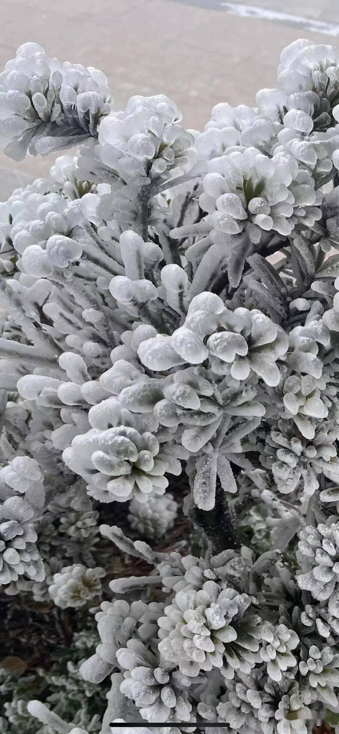 泉州九仙山下雪图片