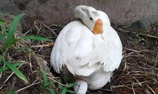 母鹅的蛋道图图片