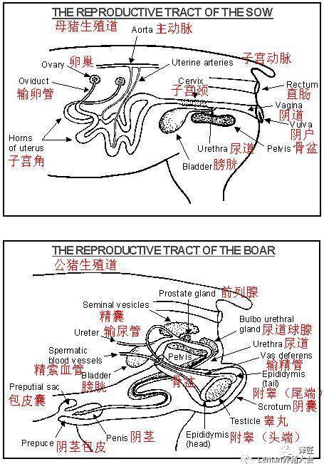 母猪子宫解剖示意图图片