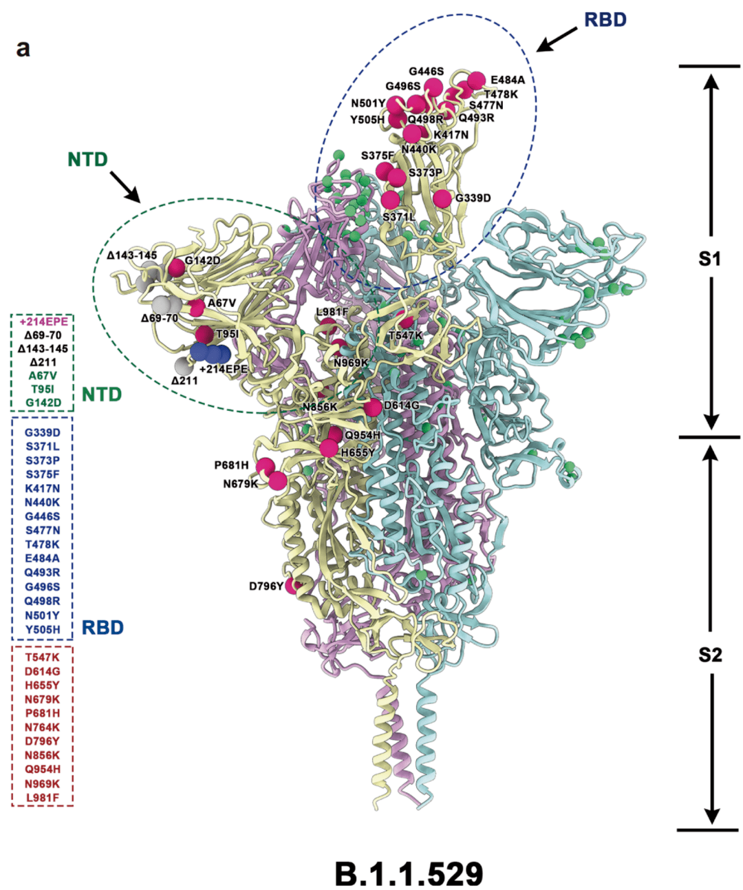 拆解|艾博和耶鲁两款omicron mrna疫苗_序列_spike_抗体