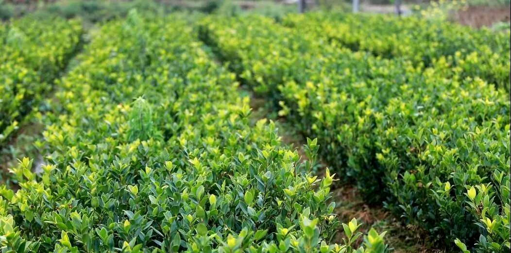 黎平:繁育400万株优质油茶苗助力春耕备耕_村民_产业_全县