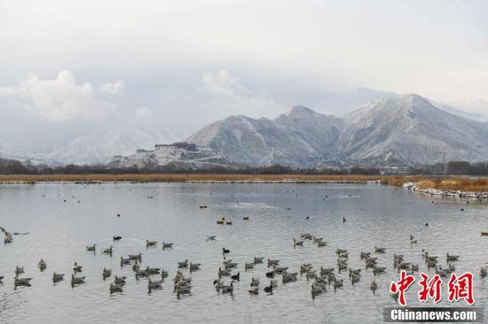 城区|拉萨雪景美如画