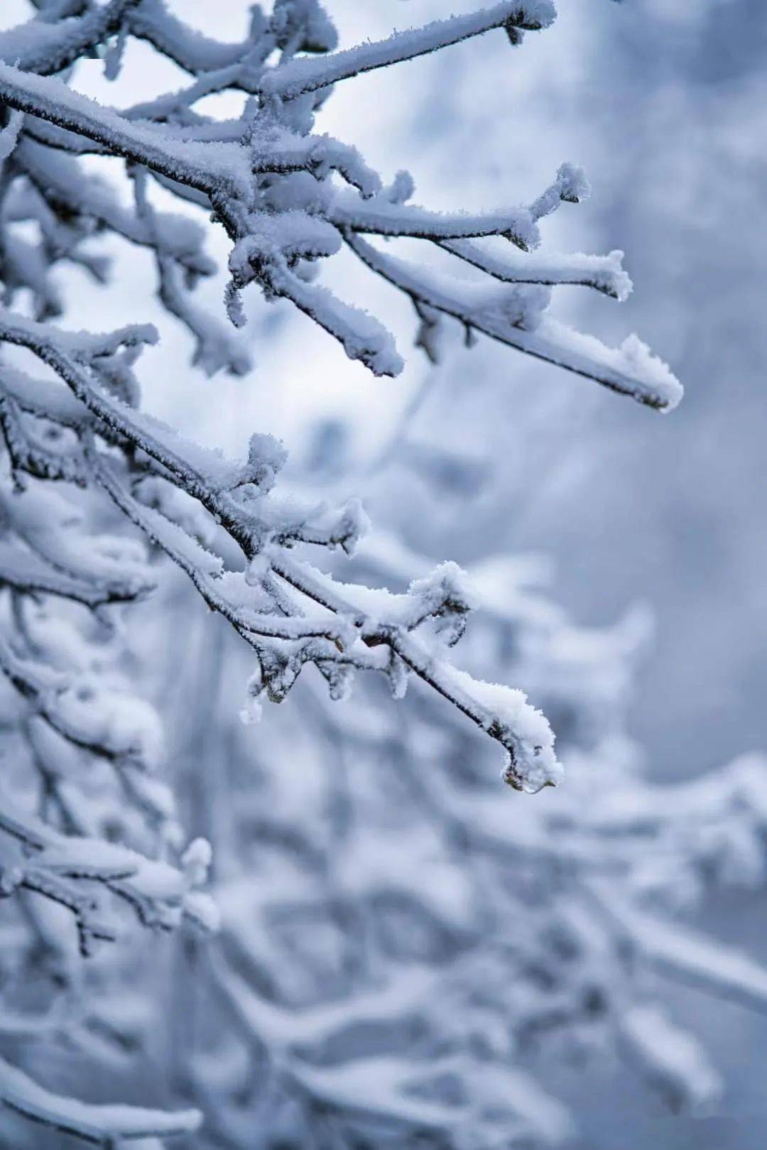 绝美庆元雪景大片来袭