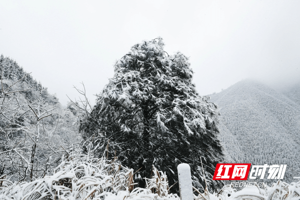 雪景|湖南新田：九峰山初春雪景醉游人