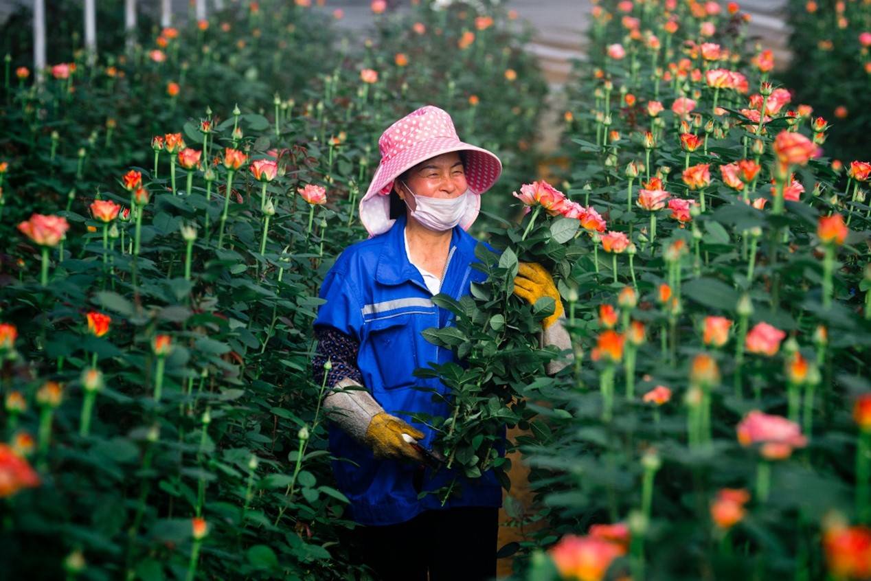 平台|在拼多多上搬走云南的春天