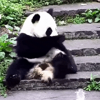 熊猫吃惊gif图片
