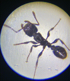 肉眼|好神奇！日常物品放大120倍，你还认得它们吗？