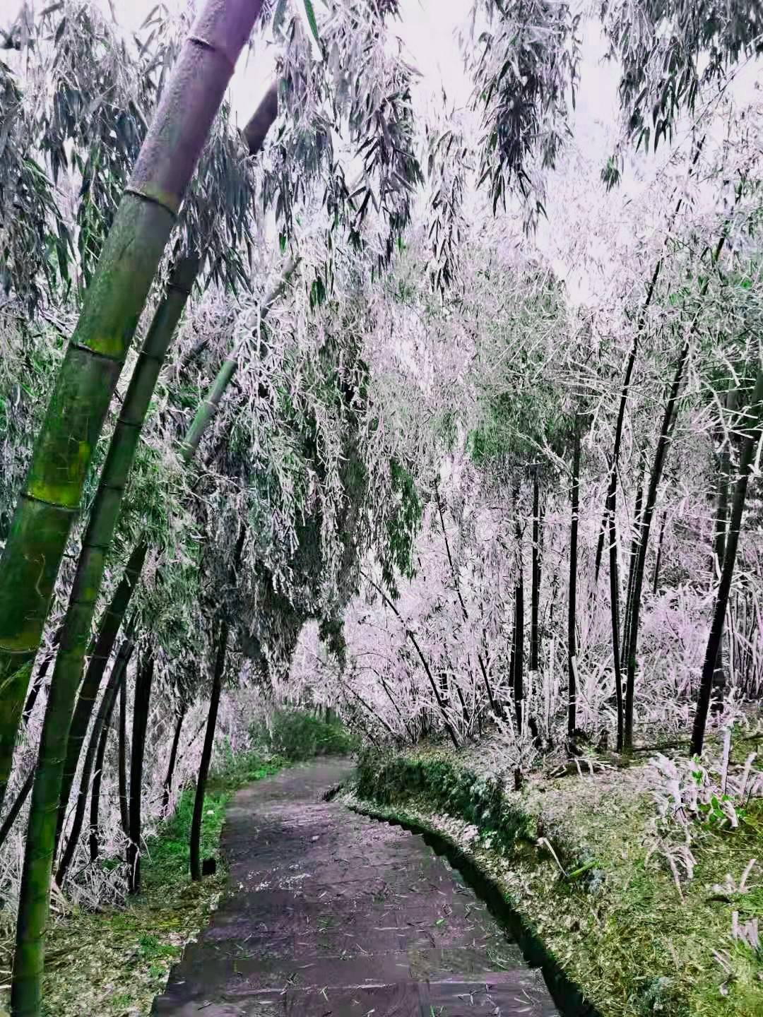 显得|耒阳：蔡伦竹海春光雪景如人间仙境