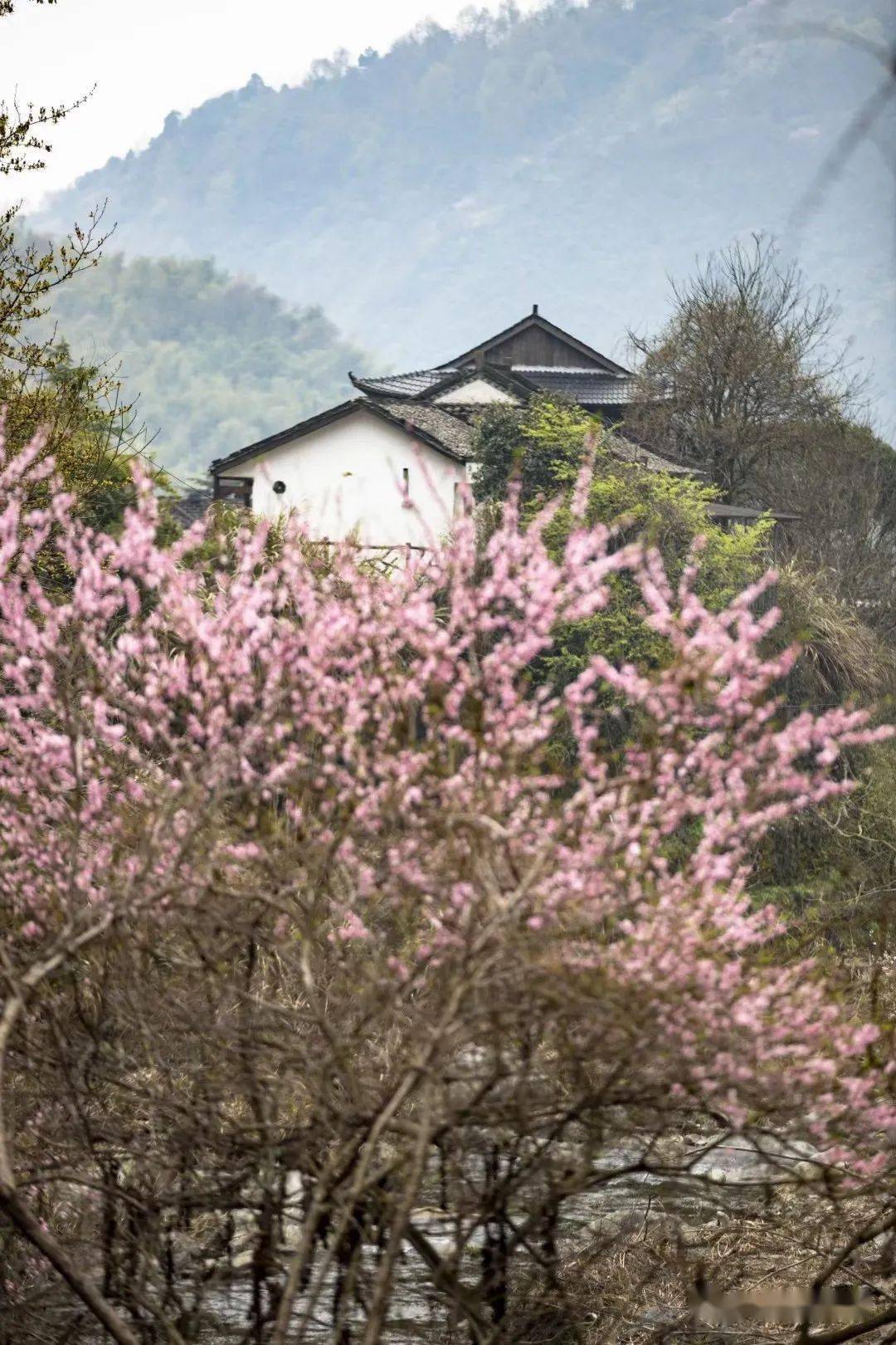 去桃花源看這裡陶淵明:希望她能在我筆下桃花源中,無憂無慮地生活