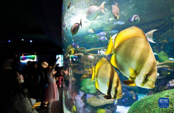 新华社|加拿大多伦多：水族馆里欢度“家庭日”