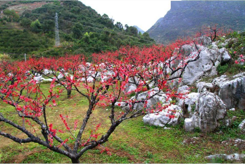 週三/四/六/日出發【水墨桃花】翁源水墨桃花惹人醉,湖心壩油菜花鋪滿