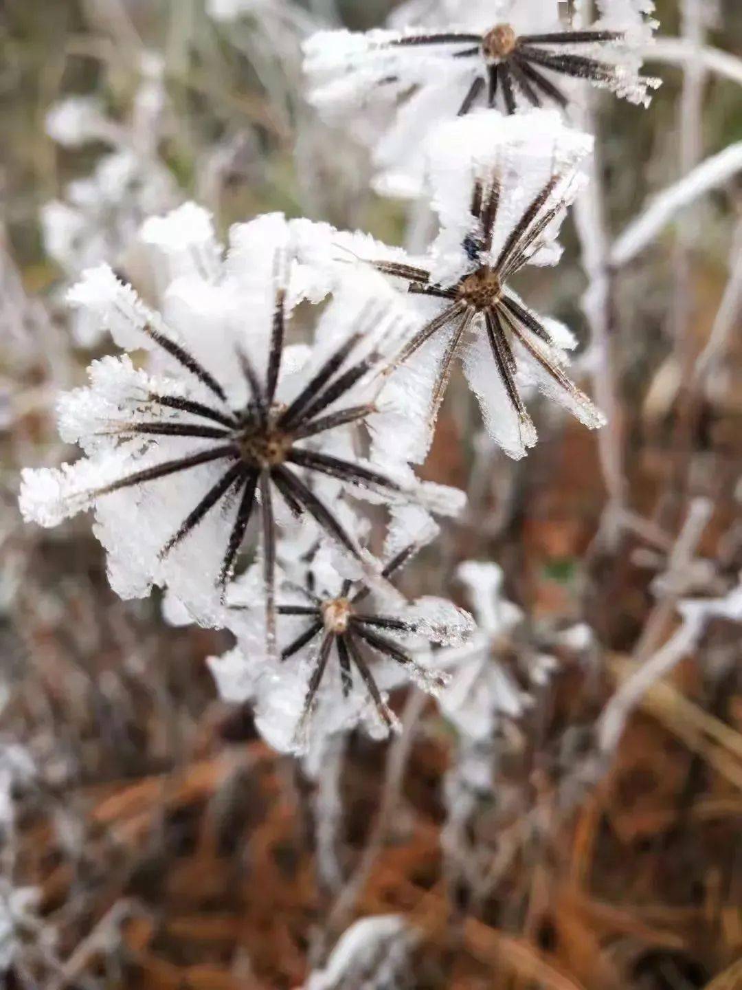 雪花|冬奥会里的那朵雪花飘到昆明来啦！ | 昆明文旅动态