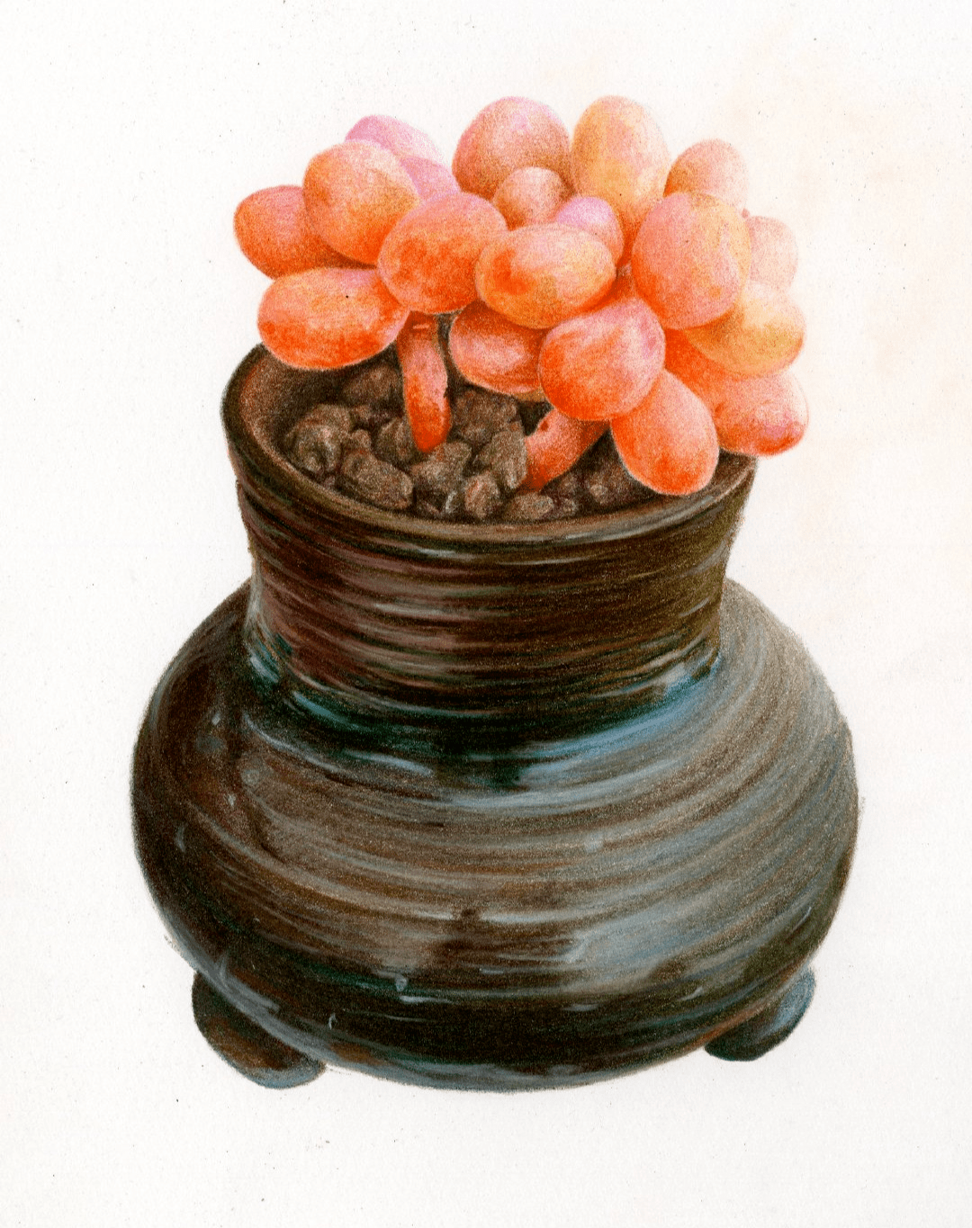 彩铅手绘,可爱的多肉植物!_石石_技法_知识