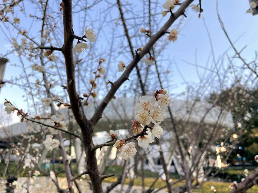 点位|赏梅好去处！申城新一波赏梅点位来啦