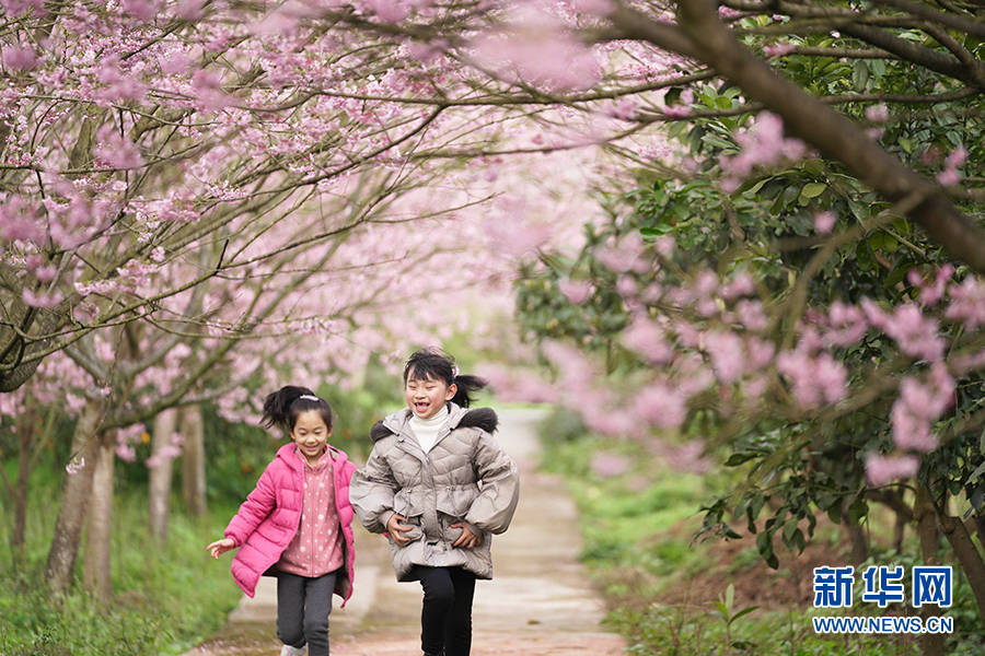 农旅|重庆早春樱花开 又到踏青赏花时