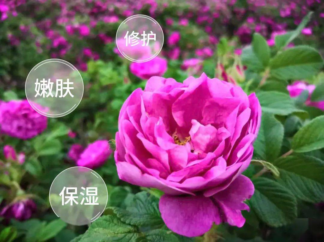 护肤品早晨不要着急洗脸，涂点精华，这样六十岁都肌肤如水！