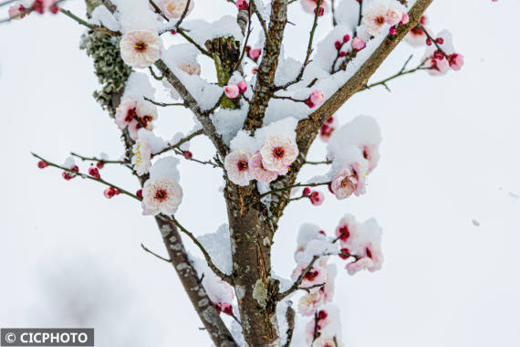 市民|二月春寒雪满山 稚子游人嬉雪欢