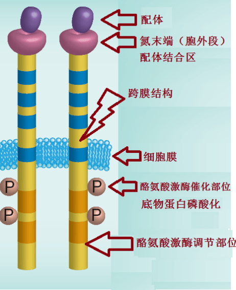 表皮生長因子受體(egfr)與腫瘤97step 1: 說說 egfr 跟腫瘤有什麼