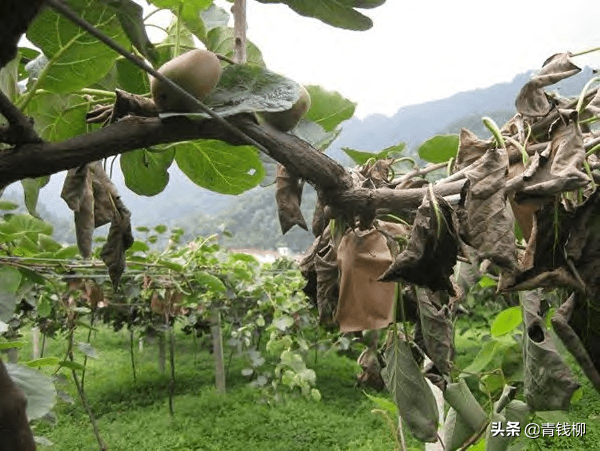 猕猴桃溃疡病发病规律及绿色防控技术