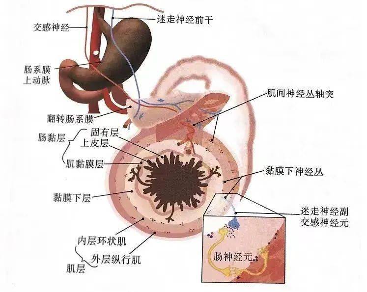 11;图1—1—11 自主神经整体观③肠神经系统,控制肠道平滑肌的功