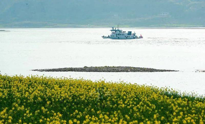 景区|气温回暖，泸州这里的油菜花已上岗！朋友，请收下这份“踏春大礼包”——