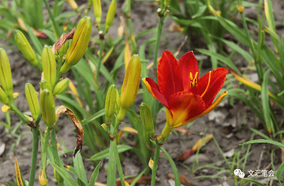 忘忧草与忘草杨月英