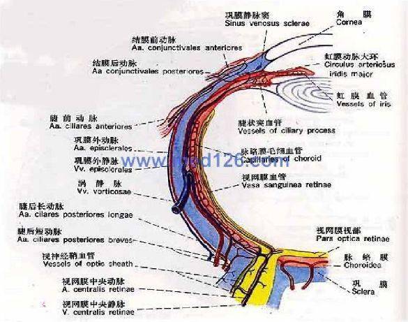 ppt图文眼部的解剖与生理