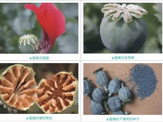 罂粟生长过程图片图片