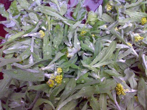 开春以后要吃这4款迎春菜鲜香美味营养高应季还便宜